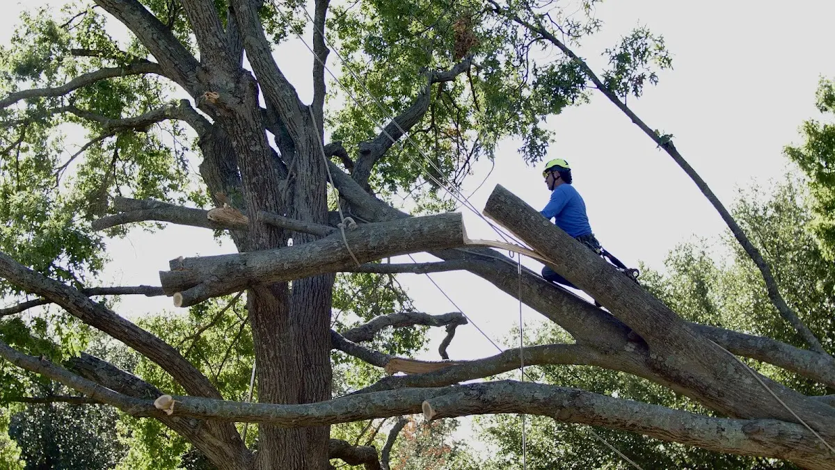 Professional Hazardous Tree Removal performed by certified arborists in Pratt